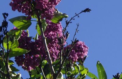 les dernieres chaleur d'automne dans le jardin....