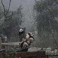 Sauvetage de pandas