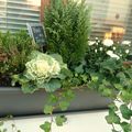 Botanique et débuts en couture !