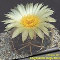 Coryphantha longicornis