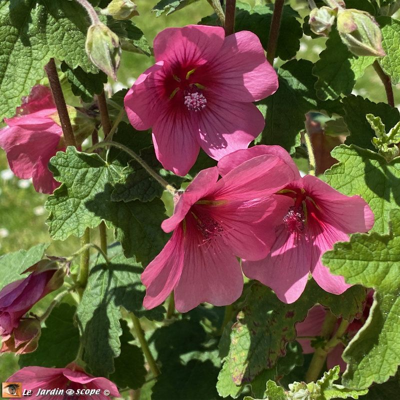 Mauve arbustive du Cap • Anisodontea 'El Rayo'