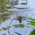 Encore des petits oiseaux
