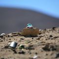 © John Conley. Nasa research, Atacama desert, Chili