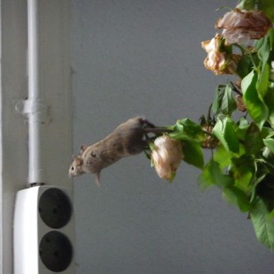 Souvenirs d'été 04