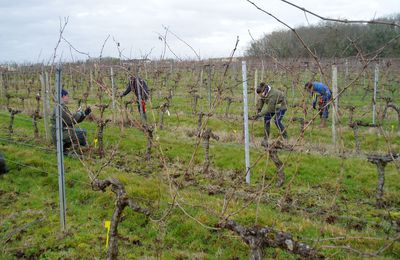 Résultats du 3ème concours de taille de vigne de la saison 2018/2019