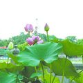 Beijing : La 11e exposition de lotus s'est tenue dans le parc de Beihai 