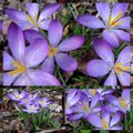 Crocus