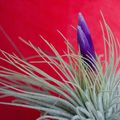 Tillandsia Magnusiana