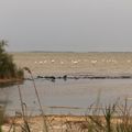 flamants roses // Camargue