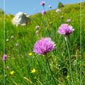 Fleur de ciboulette