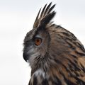 Owls - Portraits