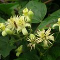 Fleurs de la campagne