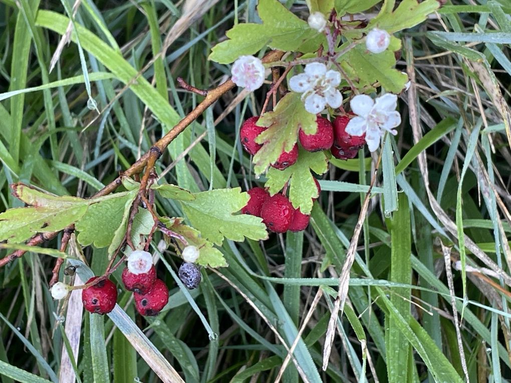 Vendredi 03 octobre 2025 sur un des balcons de ma ville  , en date du 29 sept 2025 et le vent était très froid , ça réveille de bon matin ... Je vous laisse contempler mon diaporama 