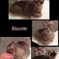 Biscotte, 9 mois adoptée