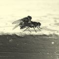 Sex_for_insects_by_WaLyAi