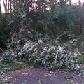 Info/Météo/Orages/Lorraine: Metz et Meuse: fortes bourrasques en ville et en Meuse; arbre couché à Jouy