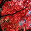 DES NOUVELLES DU JAPON... LES FEUILLES ROUGES ...