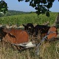 Anjou : vendanges dans un mois! Patience...