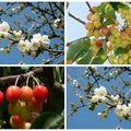 le temps des cerises