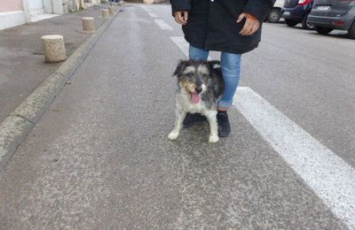 SCOOP : CE PETIT CHIEN EST PERDU CENTRE VILLE 