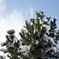 Neige à la campagne...