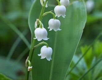 Couture Masques et Petits pochons de Muguet 