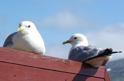 Larus Canus Chill-out