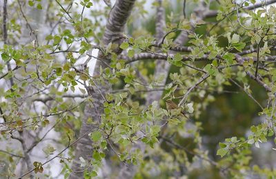 11 minutes sous mon arbre