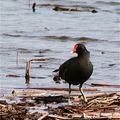 Gallinule poule-d'eau