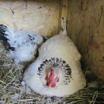 Toujours arrêt maternité