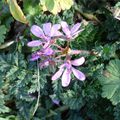 petites fleurs mauves