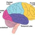 Journée d’étude "Les usages sociaux des sciences du cerveau" le 15 mai 2012