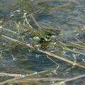 petite camargue alsacienne