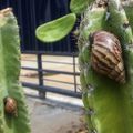 Le Venezuela envahi par des escargots géants