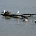 Sur la Loire