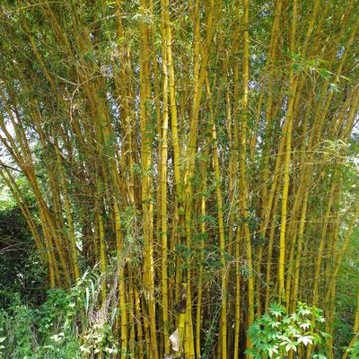 34- Bambusa vulgaris 'Striata' - Les espèces introduites en Nouvelle-Calédonie