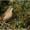 En été … donnez de l'eau aux oiseaux et à la faune !