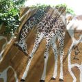 Le mur en peau de girafe : Montreuil (Seine Saint-Denis), le 7 juin 2015 (2)