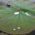Perles d'eau sur les lotus