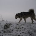 un loup en contre-plongée 