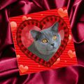 Cartes pour la  Saint Valentin