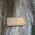 Il y a 19 ans, La Digitale inventoriait les arbres remarquables de la Creuse...