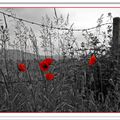 Les coquelicots de l'estuaire  -tce76-