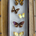 Collection ... PAPILLONS naturalisés (1972) * 5 papillons