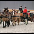 Salon du cheval 2013 au CAPITOLE