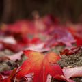 Au revoir l'été, place à l'automne..