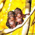 Petits singes trop mignons