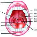 La cavité buccale et la langue