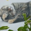 THEME LYLOU ANNE JUIN 2024 "LES ANIMAUX EN DECO, REGARD SUR..." :