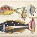  Poissons, écrevisses et crabes de diverses couleurs et figures extraordinaires